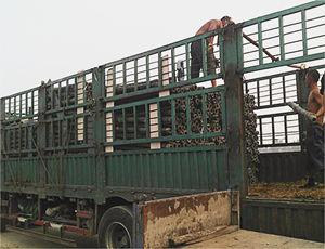 新農(nóng)村建設(shè)水泥護欄裝車現(xiàn)場